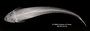Loricaria filamentosa seminuda FMNH 55114 synt dv x